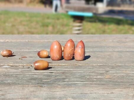 どんぐりの背比べ 秋,どんぐり,木の実の写真素材