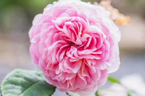 ピンク色の薔薇の写真