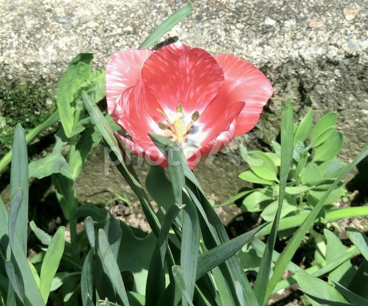 チューリップ チューリップ,花,華の写真素材