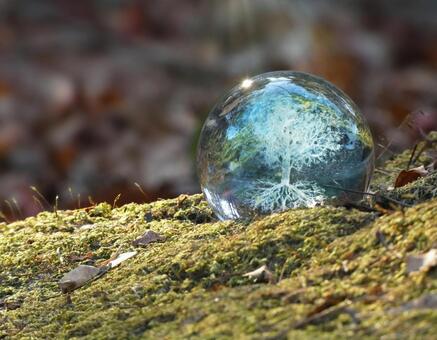 エコイメージ-秋の落ち葉とガラスの木3 エコ,木,環境の写真素材