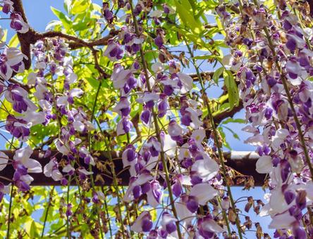 Photo, wisteria of honehata, nagaizumi temple, wisteria trellis, 