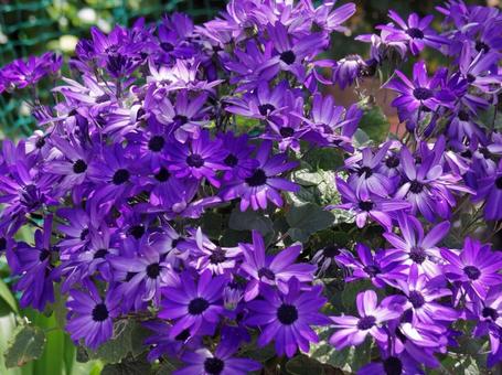 花 花の写真