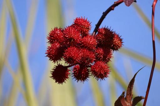 枝先の赤い実のトウゴマの木の枝のアップ 枝先,赤い,実の写真素材