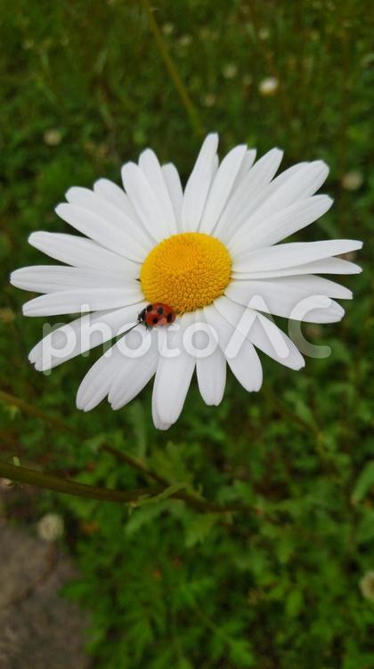 マーガレットとテントウムシ 自然,花,植物の写真素材