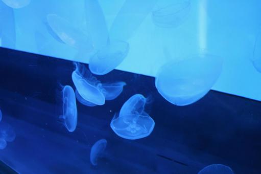 Photo, jellyfish, water, blue, 