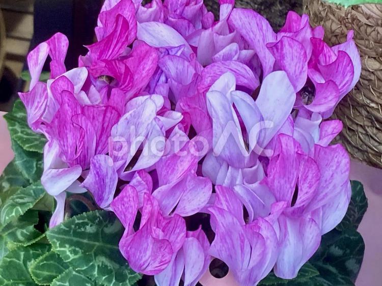 シクラメンのクレヨン シクラメン,クレヨン,花の写真素材