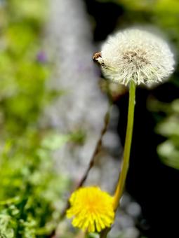 花 花の写真