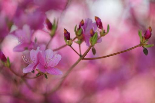 Photo, azalea, spring, pink, 