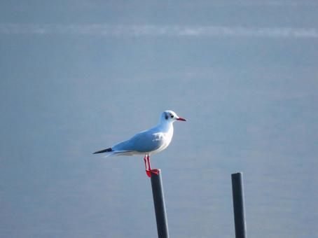 杭の上に留まるユリカモメ ユリカモメ,野鳥,動物の写真素材