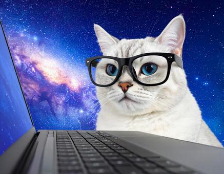宇宙で仕事をする猫 宇宙で仕事をする猫の写真