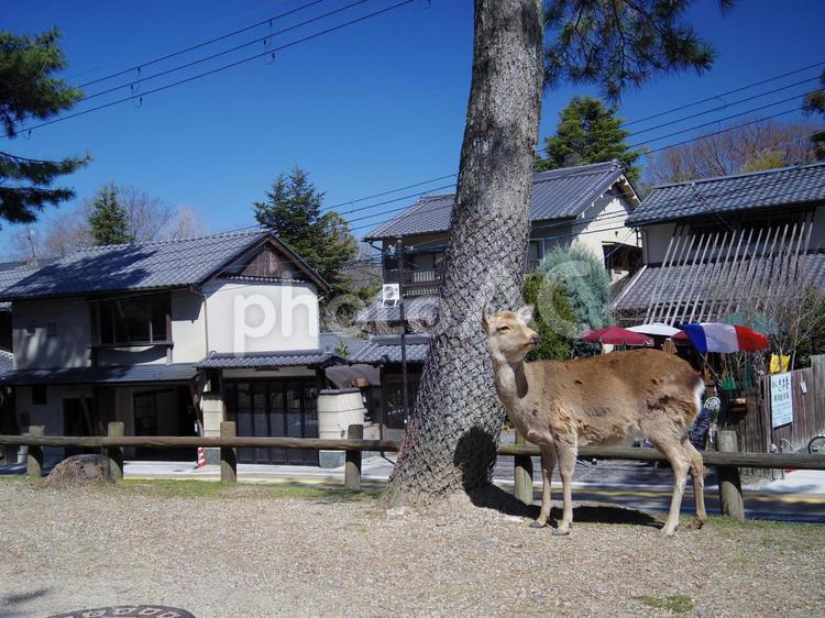 松の木と鹿 鹿,松,シカの写真素材