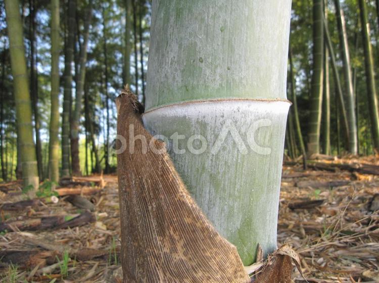 静寂に包まれた竹藪の風景　アップ 植物,竹藪,春の写真素材