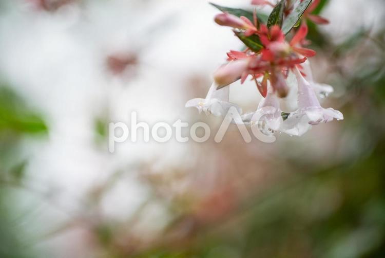 雨の日の草花の風景20 梅雨,雨,雫の写真素材