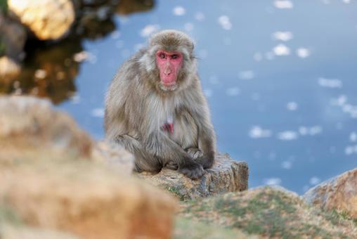 嵐山モンキーパークの猿 嵐山モンキーパーク,動物,ニホンザルの写真素材