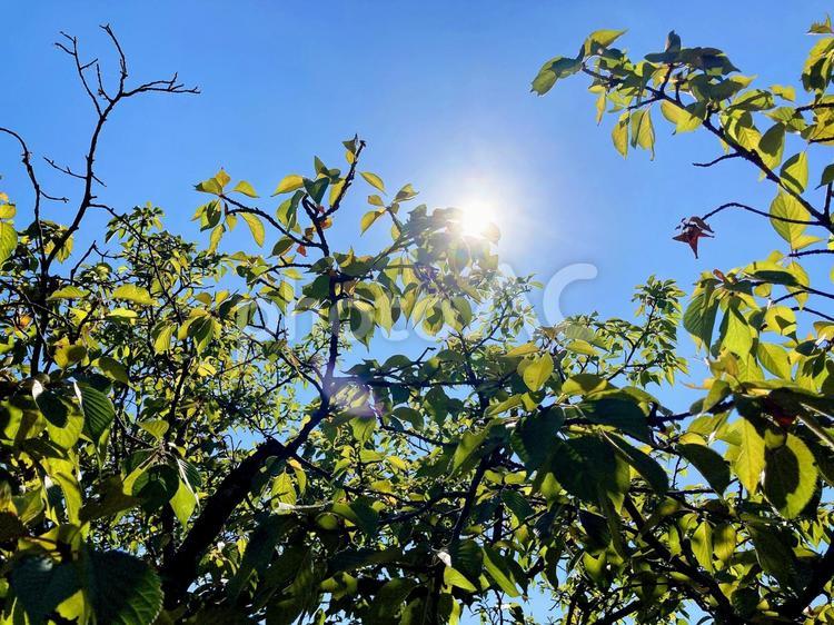 樹木 樹木,木洩れ日,木漏れ日の写真素材