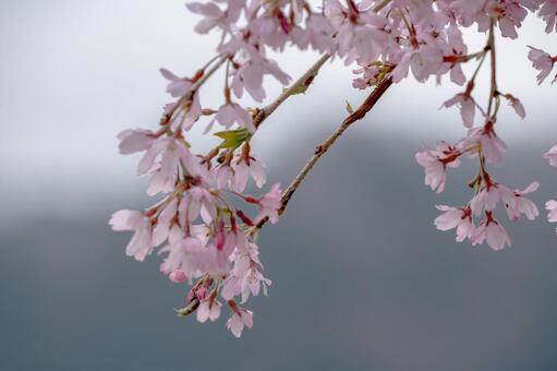 枝垂れ桜のアップ 枝垂れ桜,しだれ桜,桜の写真素材