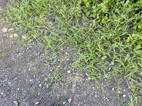 道端の雑草 道端の雑草の写真