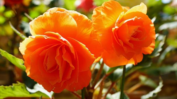 ベゴニアの花 ベゴニアの花の写真