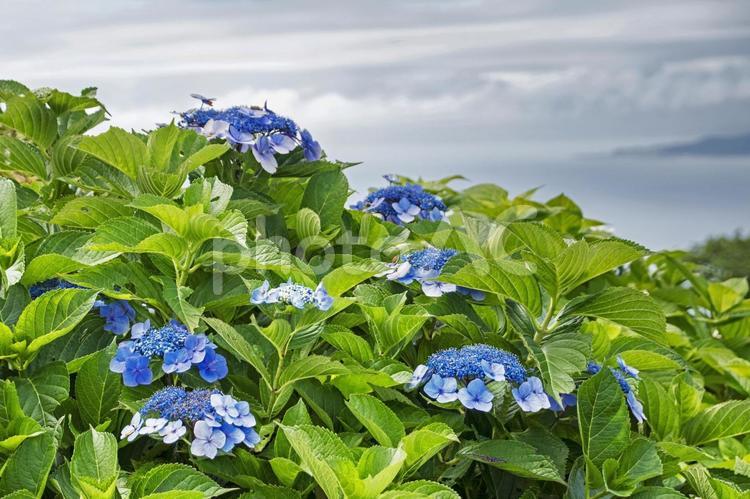 ガクアジサイ８ ガクアジサイ,額紫陽花,あじさいの写真素材