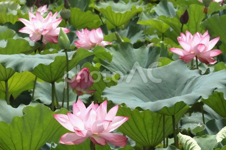 ハスの花開花 花,蓮の花,はすの写真素材