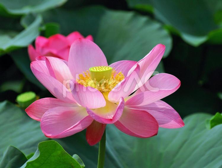 蓮の花、クローズアップ 蓮,蓮の花,はすの写真素材