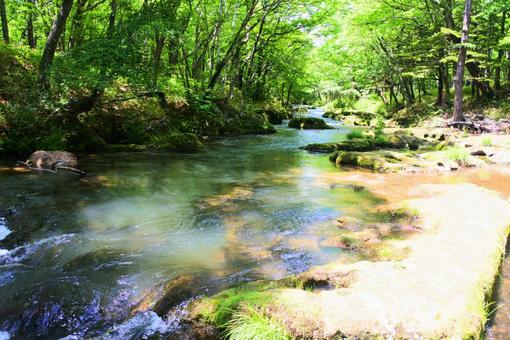 緑に映える美しい川 緑に映える美しい川の写真