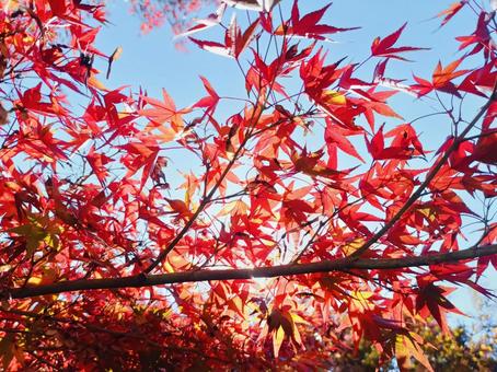 赤く染まるもみじの光 紅葉,もみじ,紅葉狩りの写真素材
