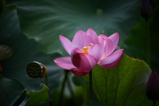 Oga Lotus 14, JPG