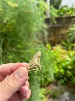 Grasshopper shell, JPG