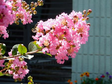 [Flower Photo] Pink Crape Myrtle, JPG
