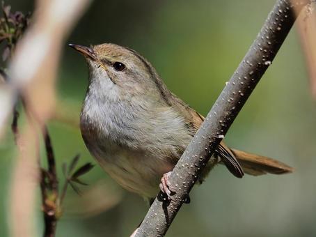 ウグイス３ 鶯,うぐいす,ウグイスの写真素材
