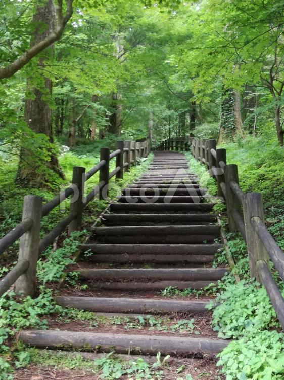 東温市上林の森の階段 自然,葉,夏の写真素材