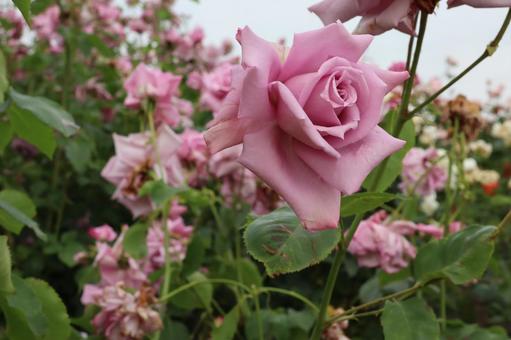 バラ園に咲くきれいな薔薇を撮りました バラ園に咲くきれいな薔薇を撮りましたの写真