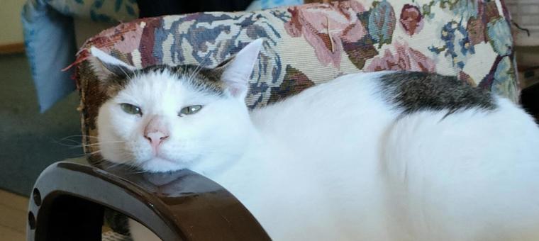 まどろむねこ2 まどろむねこ2の写真