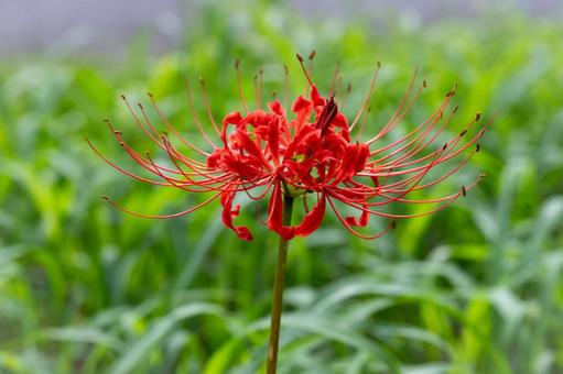 ヒガンバナ ヒガンバナ ヒガンバナ,曼珠沙華,花の写真素材