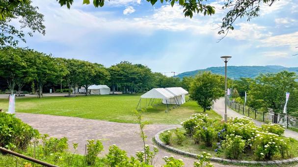 高塔山公園のあじさい 高塔山公園,北九州,若松区の写真素材