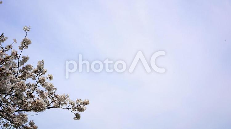 桜と空8 桜,空,青空の写真素材