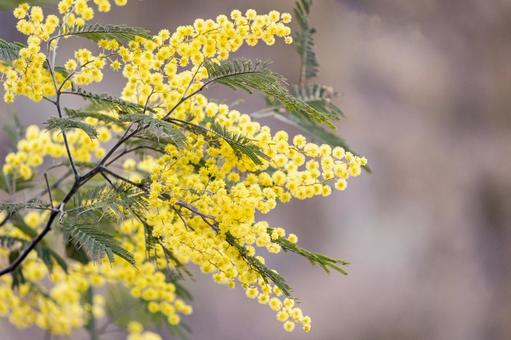 見頃を迎えたミモザのクローズアップ ミモザ,花,春の写真素材