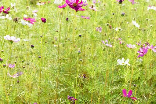コスモスの花 コスモス,秋,花の写真素材