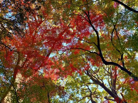 森のカラフルな紅葉 秋,紅葉,カラフルの写真素材