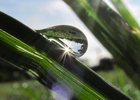 水滴と緑の葉と朝日Water drops 水滴と緑の葉と朝日Water dropsの写真