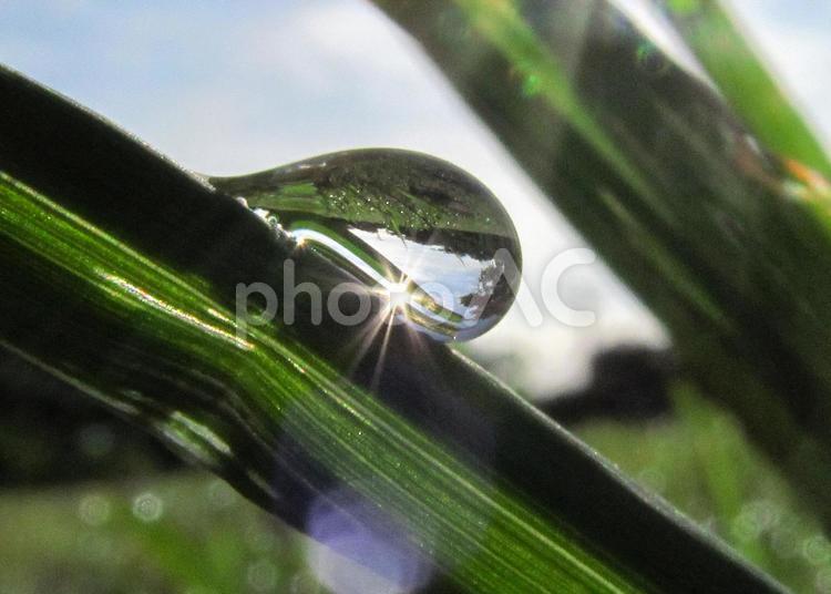水滴と緑の葉と朝日Water drops 水滴,すいてき,waterの写真素材