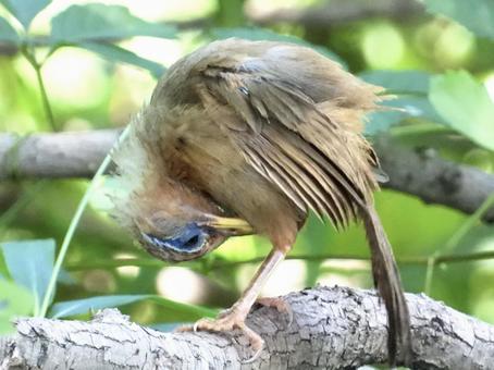毛繕いをするガビチョウ 毛繕いをするガビチョウの写真