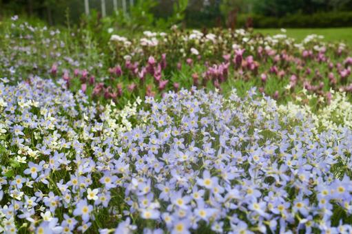 お花畑 お花畑 花,お花畑,春の写真素材