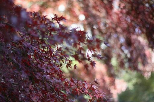 紅葉02 紅葉,公園,秋の写真素材