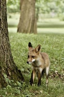 Fox, JPG Fox, JPG