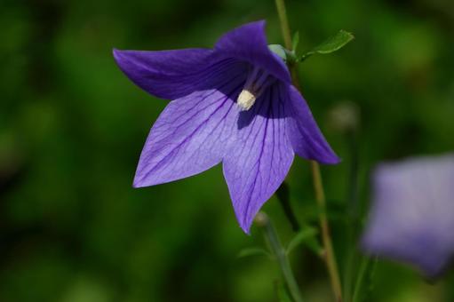Photo, campanulaceae, flower, bellflower family, 