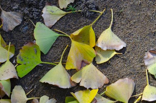 銀杏の紅葉 銀杏の紅葉の写真