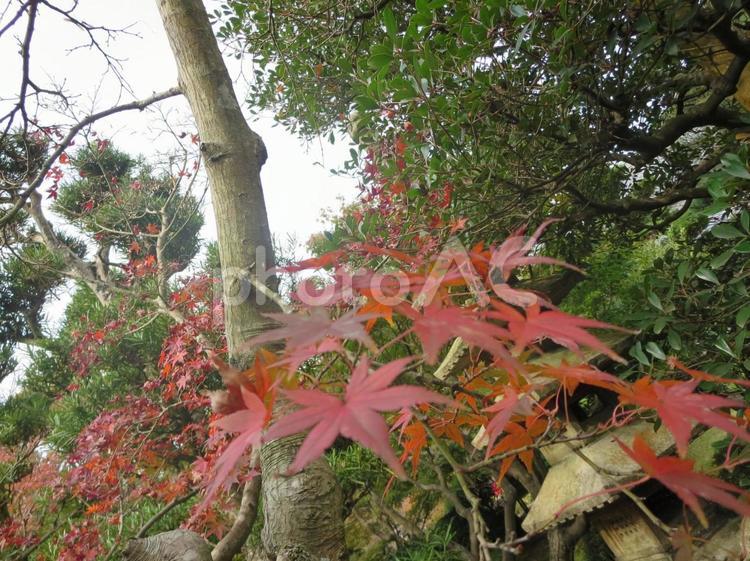 長府庭園　もみじ 秋,もみじ,モミジの写真素材