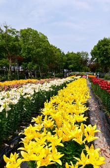 色鮮やかな満開のゆり園 色鮮やかな満開のゆり園 ゆり,百合,百合の花の写真素材